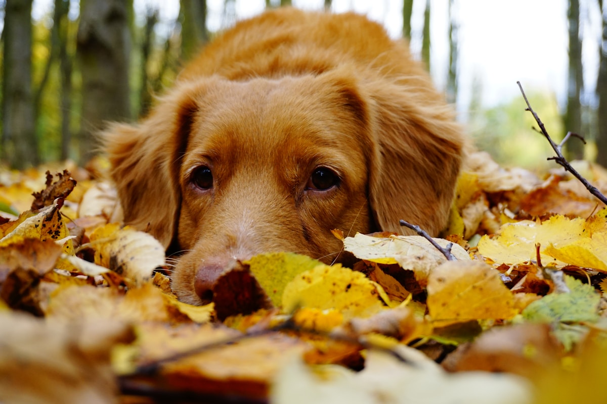 Dog wearing a scarf in autumn leaves