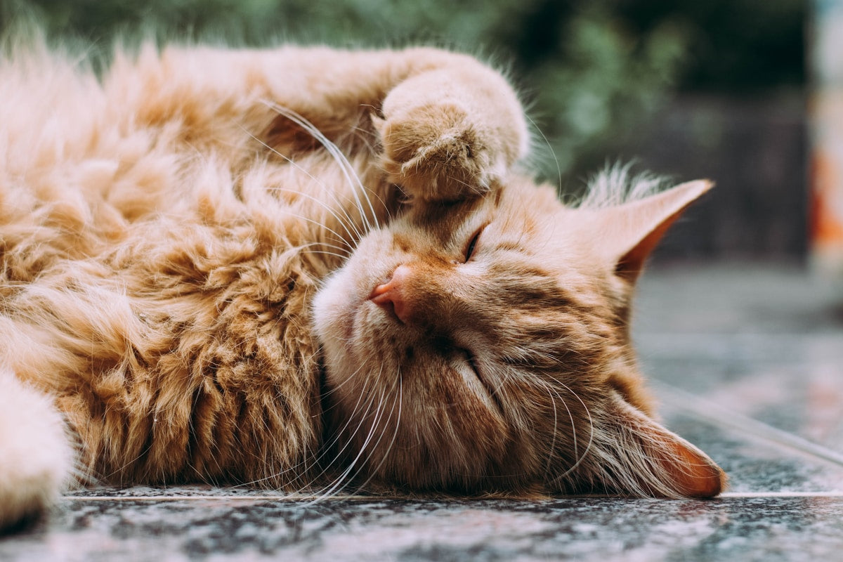Cat Dental Care Recovery Guide: Post-Procedure Oral Health & Long-Term Maintenance (2026)