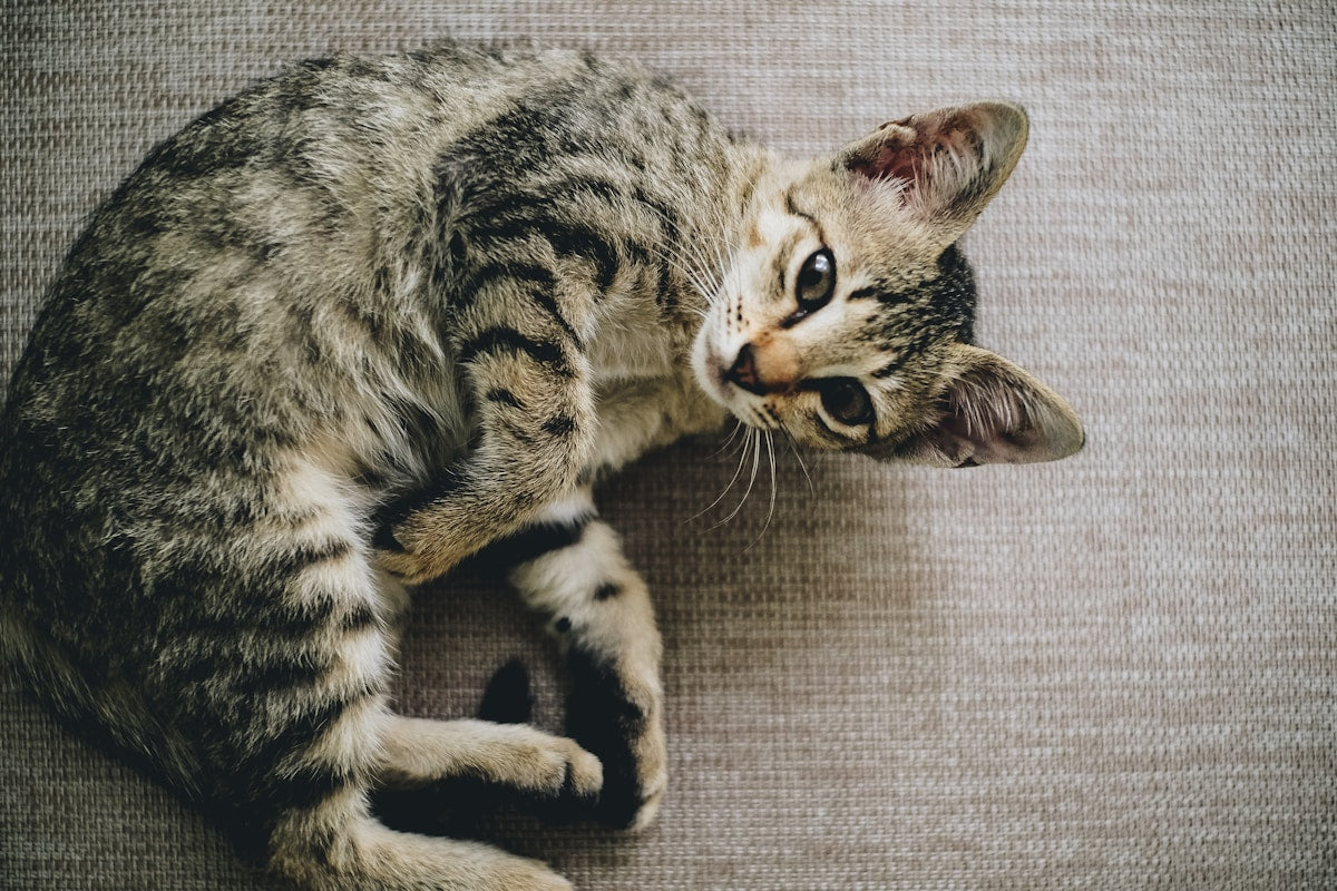 Best Ear Cleaning Products for Kittens: Complete Buying Guide (2026)