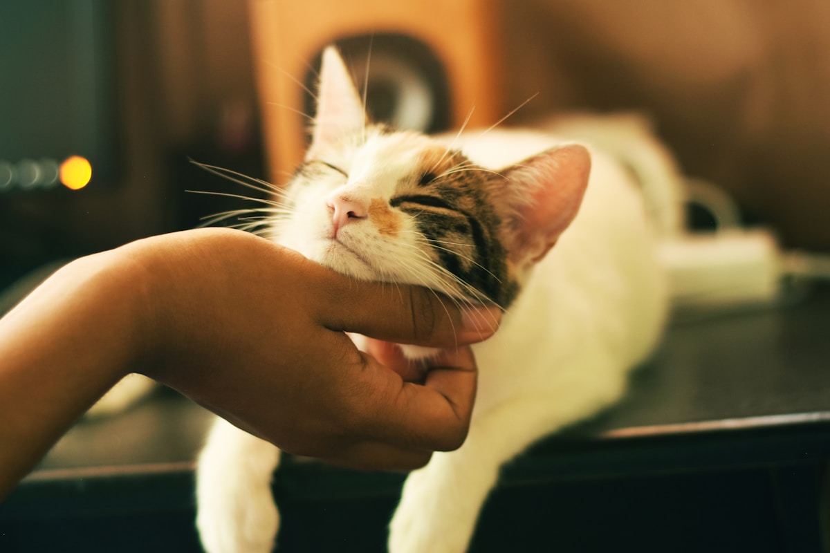 Why Do Cats Get Ear Mites? Causes, Prevention & Treatment Guide (2026)