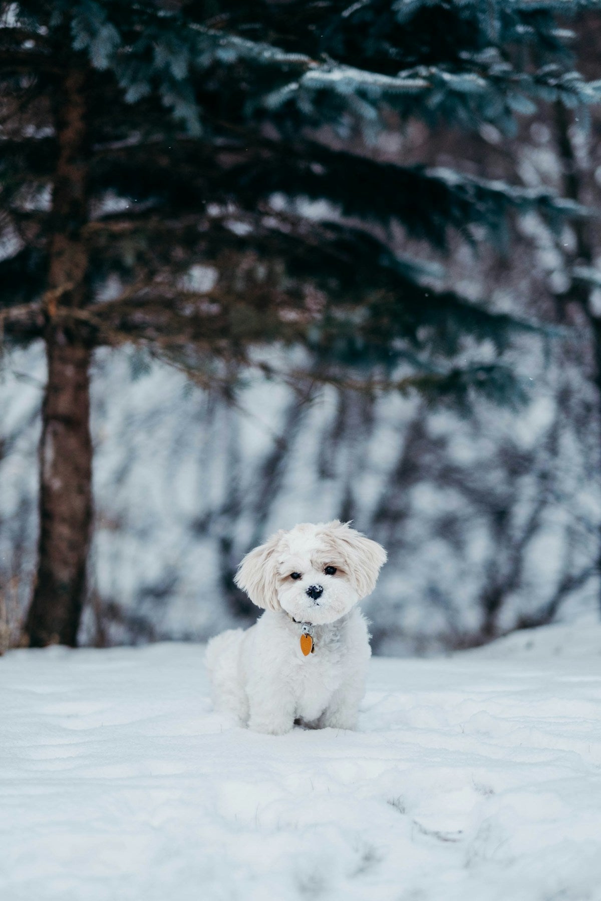 White dog standing on a snowy field in winter
