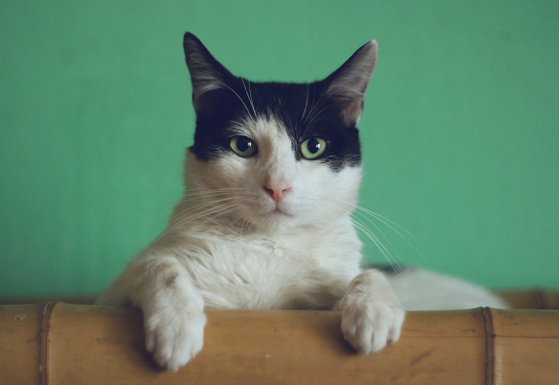 a close up of a cat
