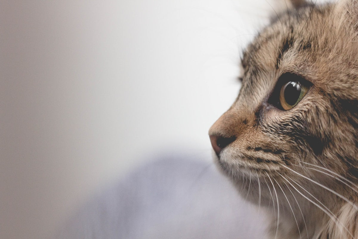 Brown tabby cat recovering after dental surgery