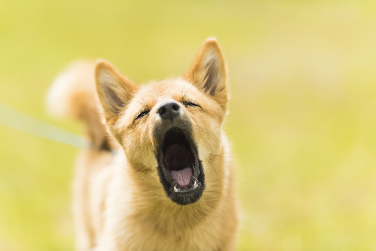 Close-up of a dog barking showing its teeth