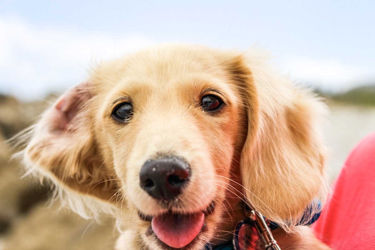 Holistic Dog Ear Infection Treatments: Home Remedies vs Natural Products (2026)