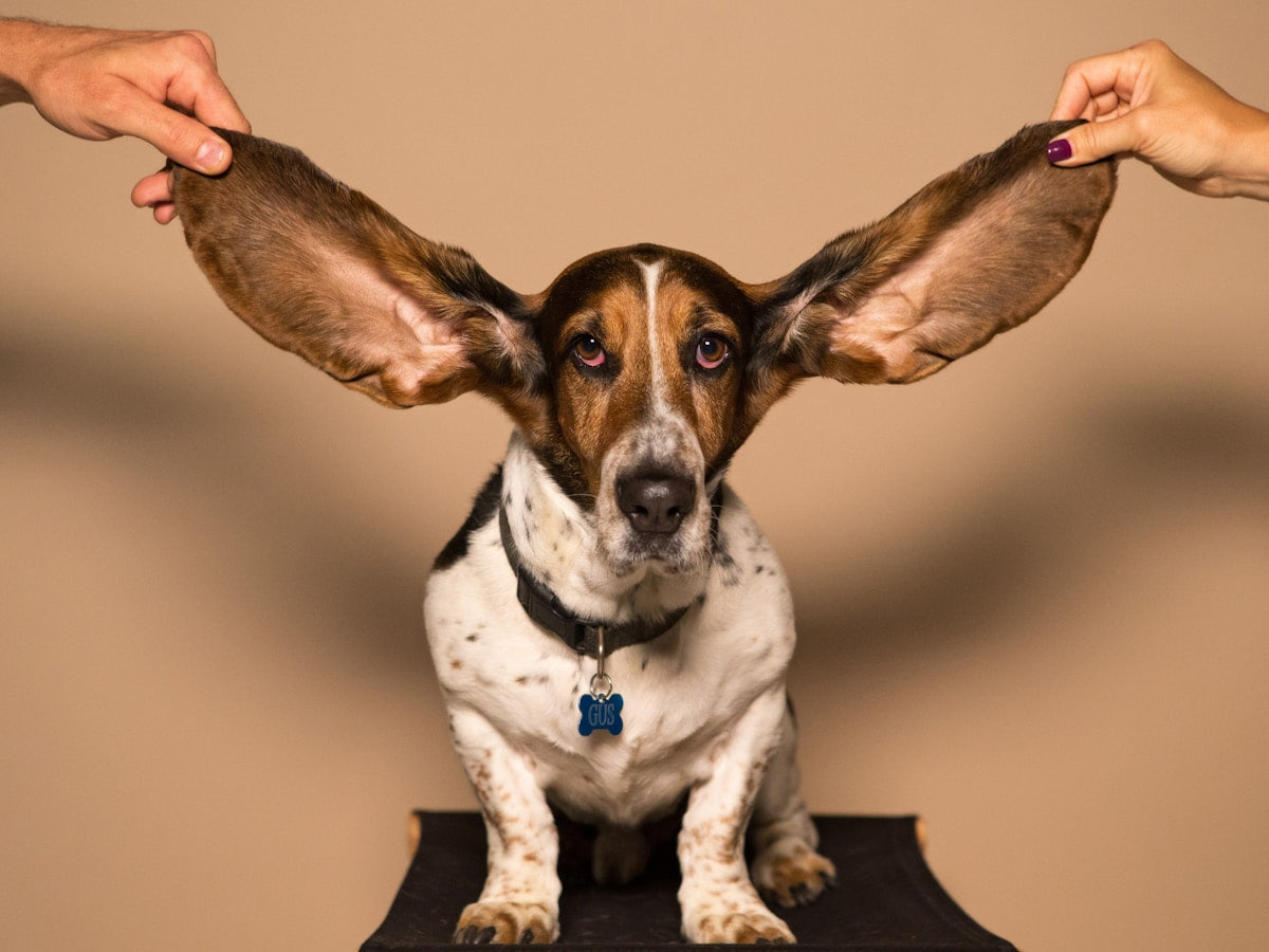 New Puppy Ear Cleaning: First Steps for Safe Ear Hygiene (2026)