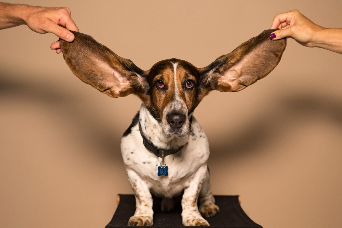 Dog Ear Anatomy: Understanding the L-Shaped Canal & Cleaning Safety (2026)