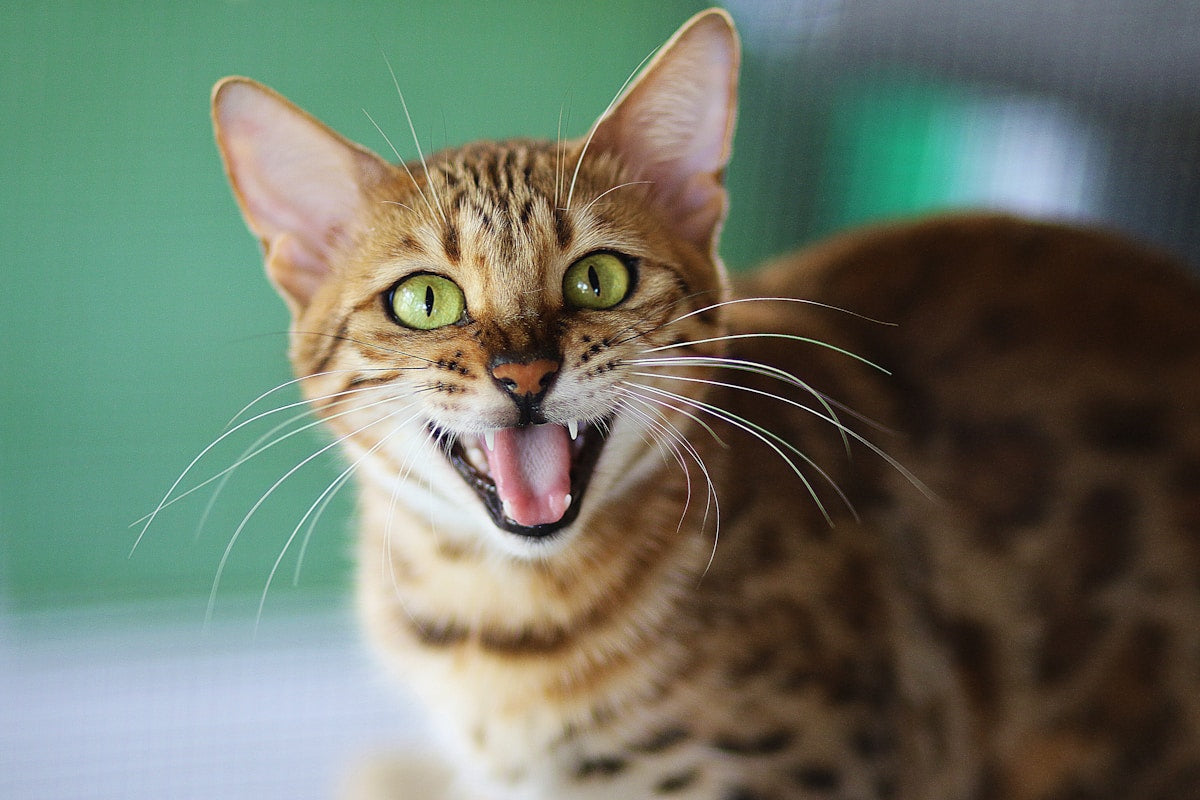 Veterinary examination of a cat's mouth