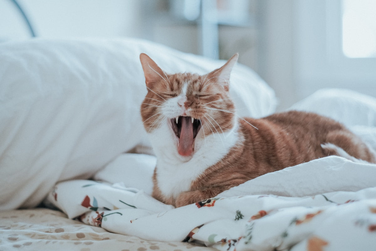Cat drooling due to dental disease - signs of feline oral health problems