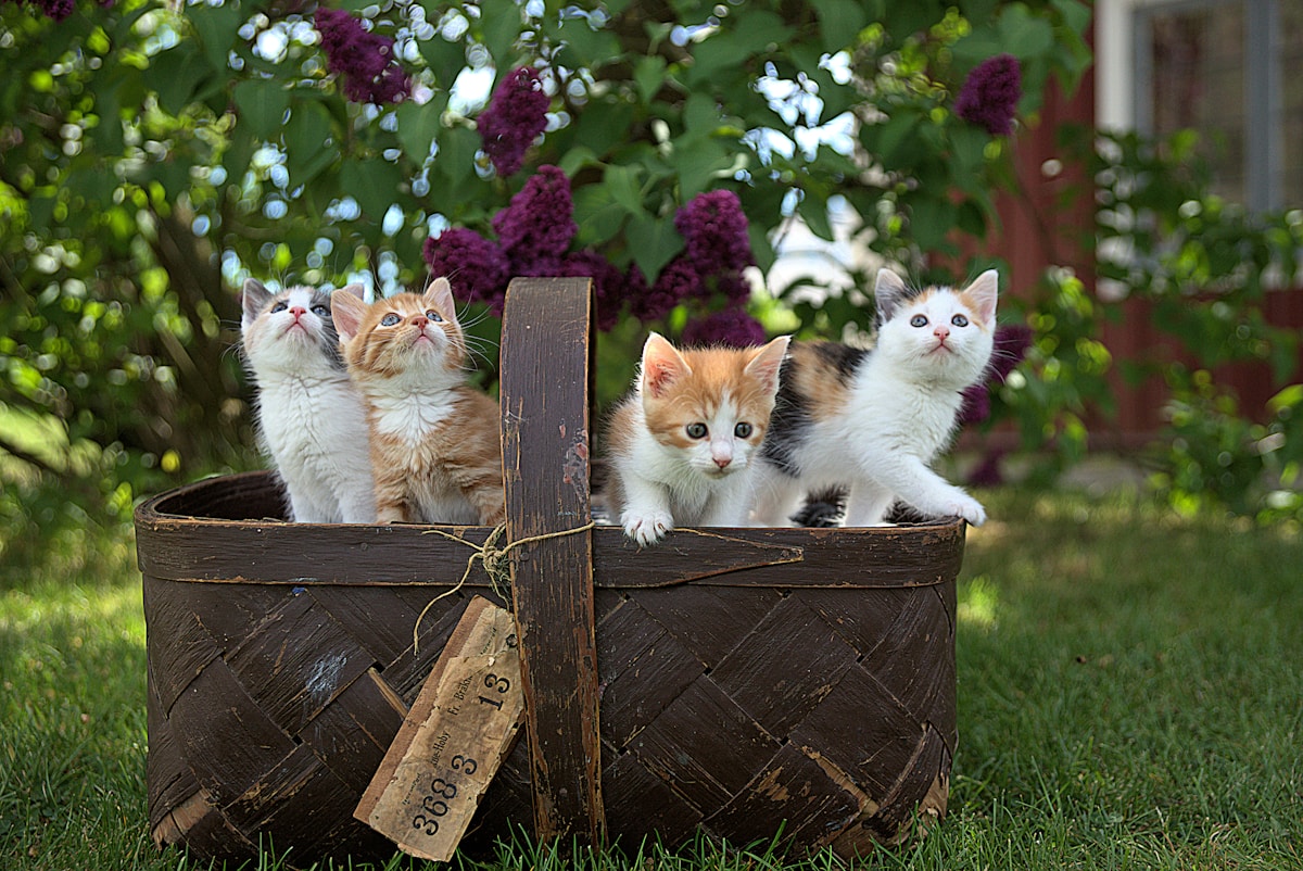 Four kittens sitting in a basket