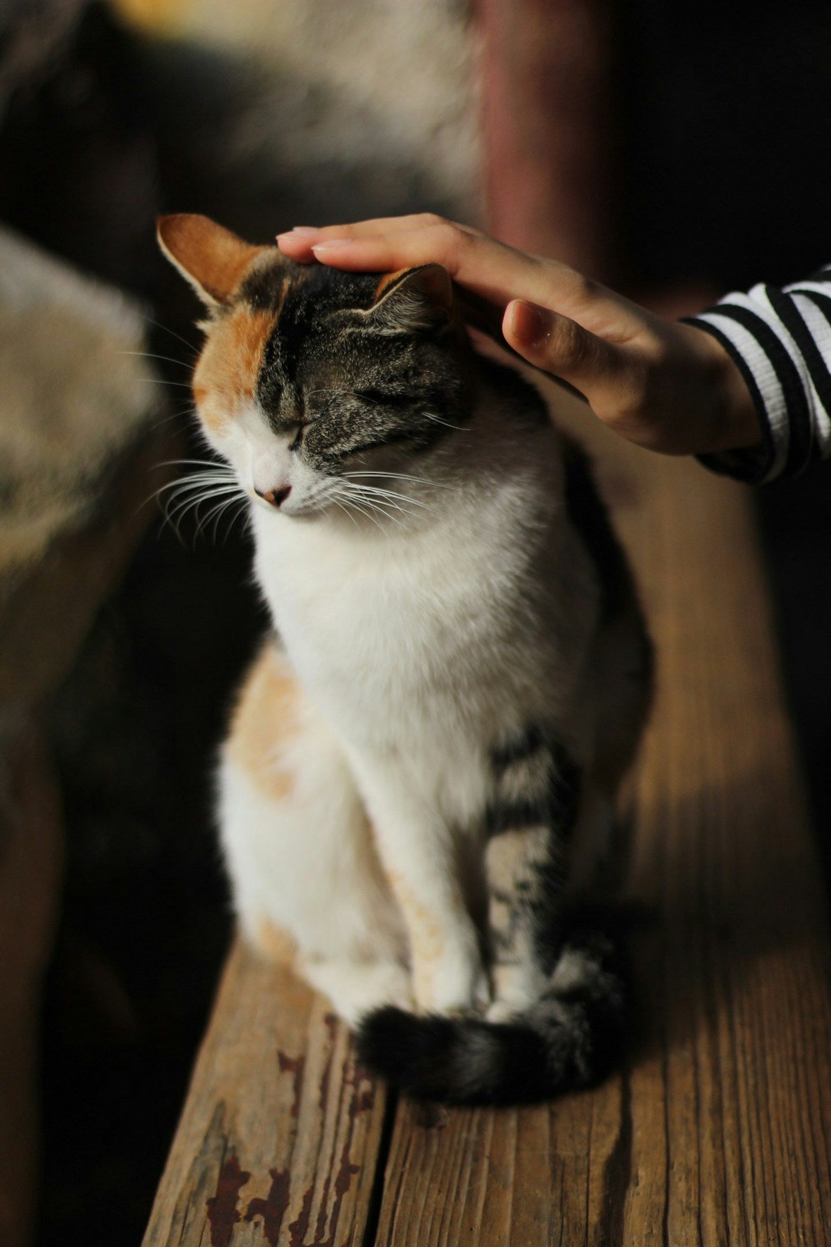 Cat Ear Hematoma: Causes, Treatment & Recovery Guide (2026)