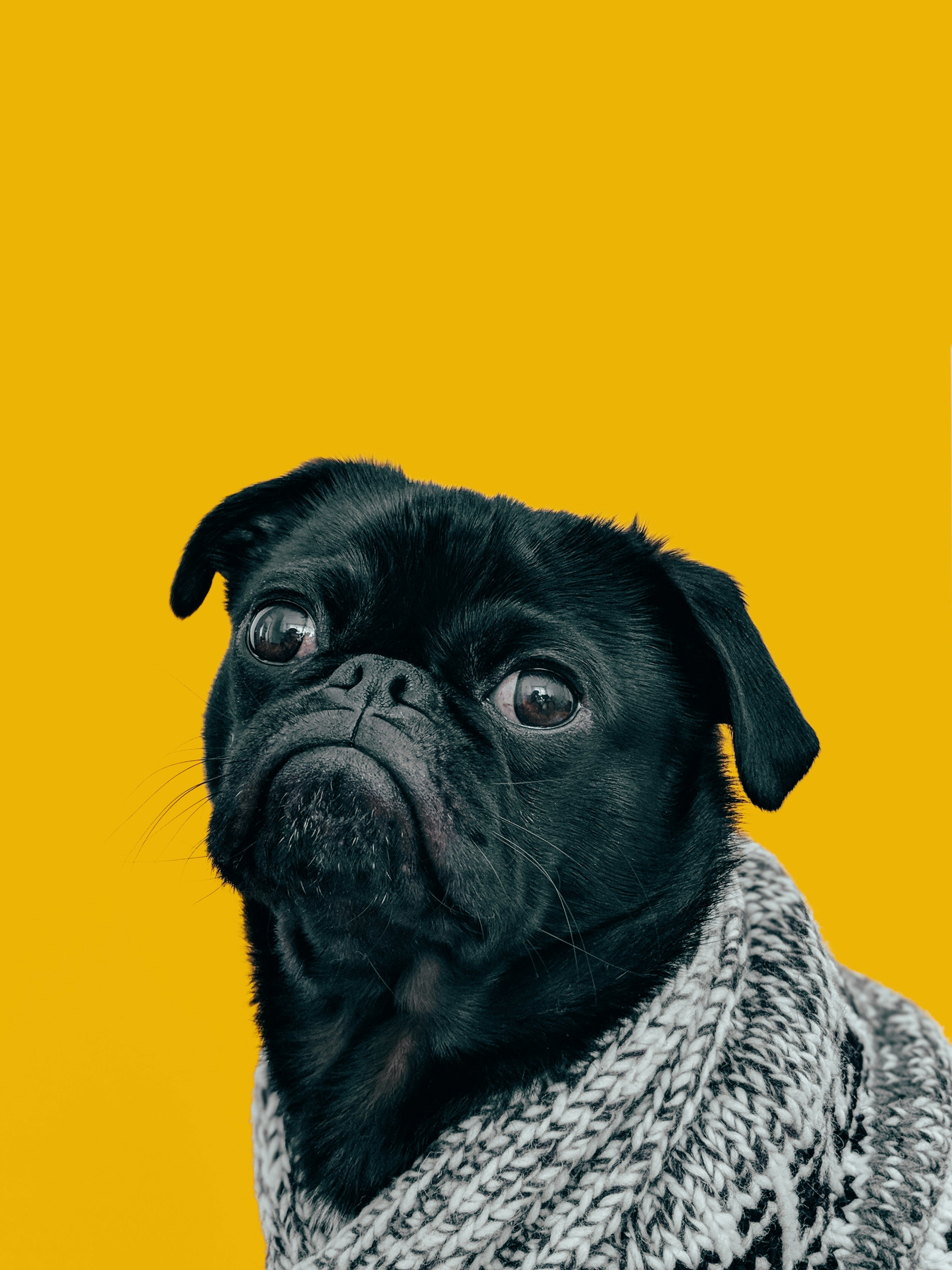 Best dog ear cleaning wipes 2026 buyer guide comparison for ear infection prevention