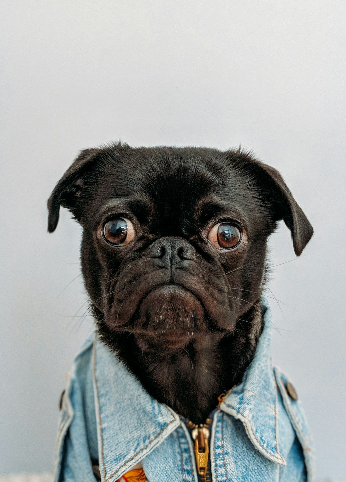 Why Do Dogs Get Ear Infections? Root Causes, Breed Risk & Prevention (2026)