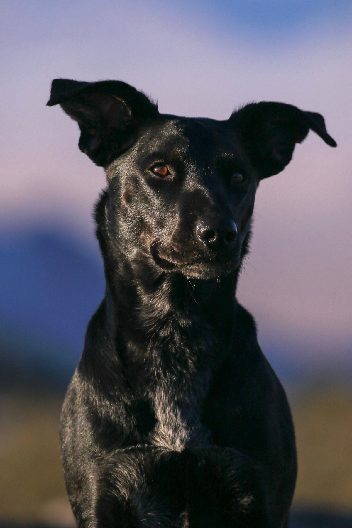 Dog Oral Health Myths Debunked: What Vets Wish Every Owner Knew (2026)