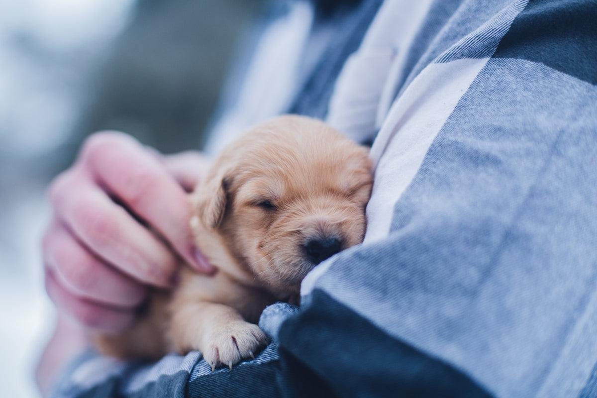 How to Introduce Dental Care to Your Puppy (2026)