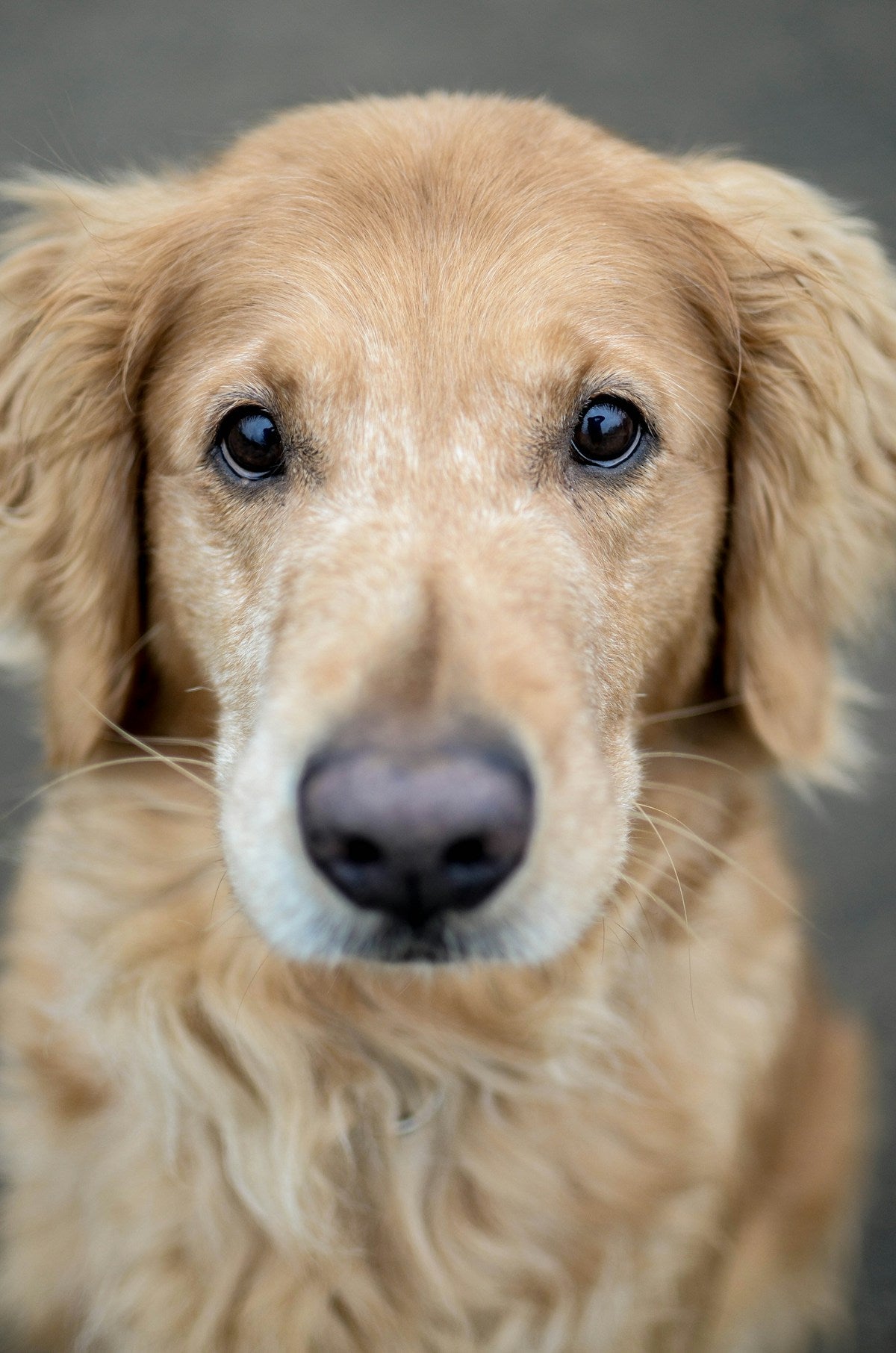 Senior Dog Dental Diet: What to Feed Older Dogs for Healthy Teeth and Gums (2026)
