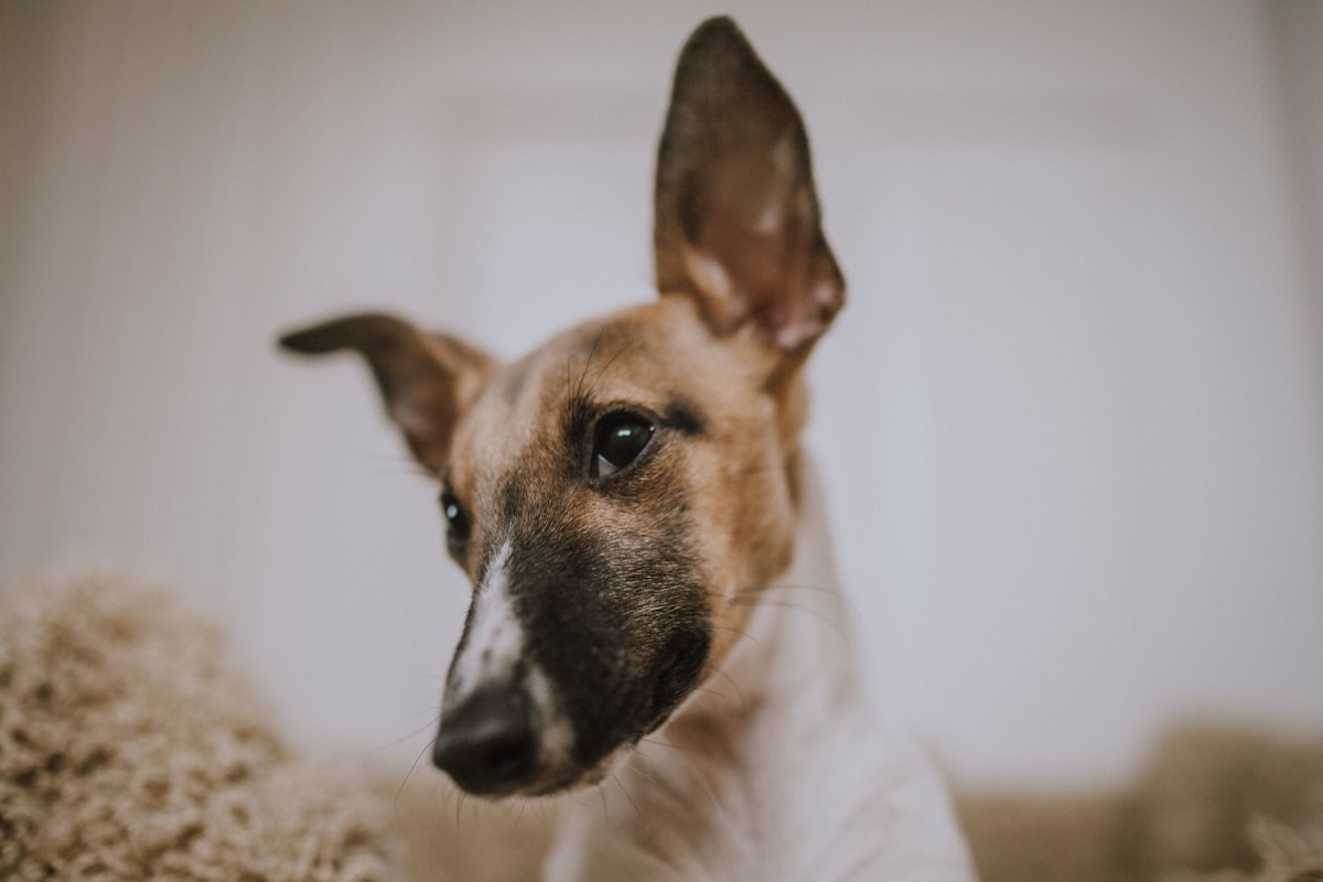 Puppy Ear Care: Complete Guide to Cleaning, Infections & Healthy Habits (2026)