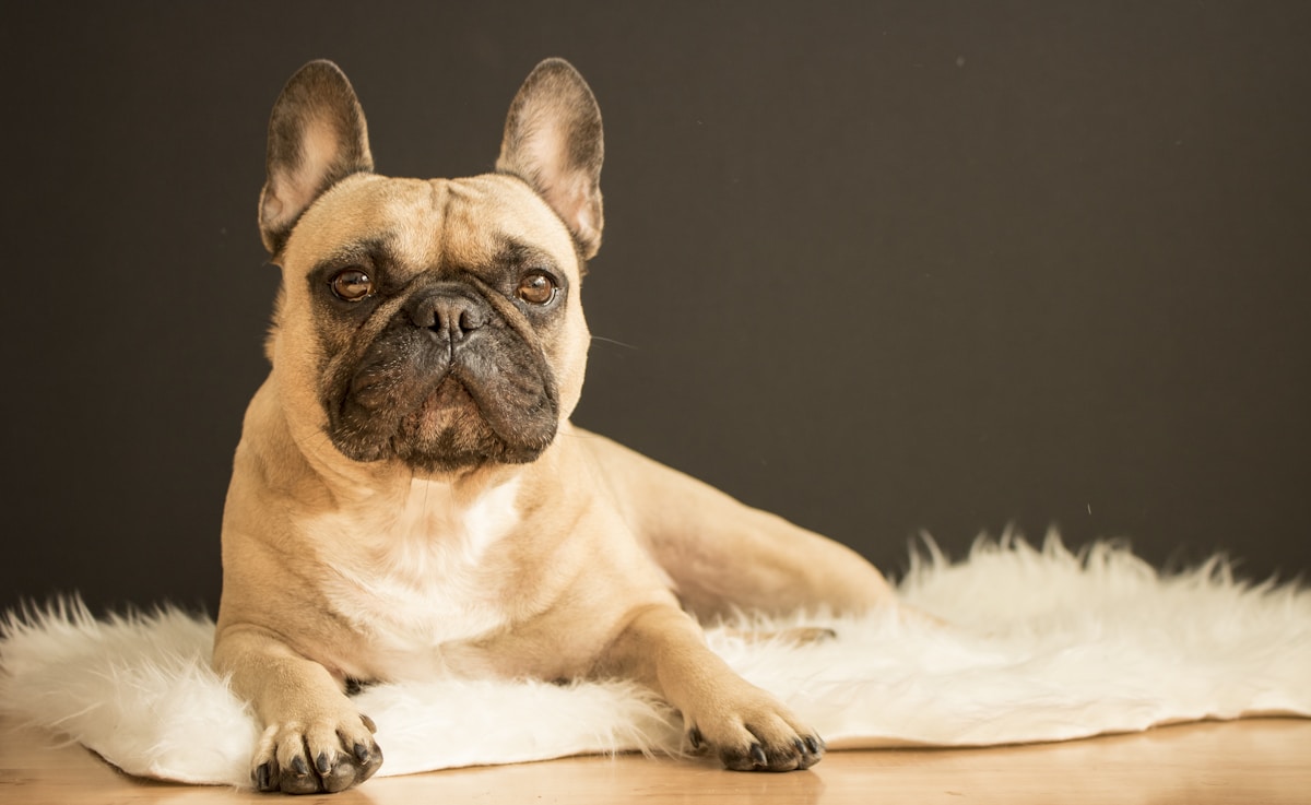 French bulldog sitting on a rug looking at the camera