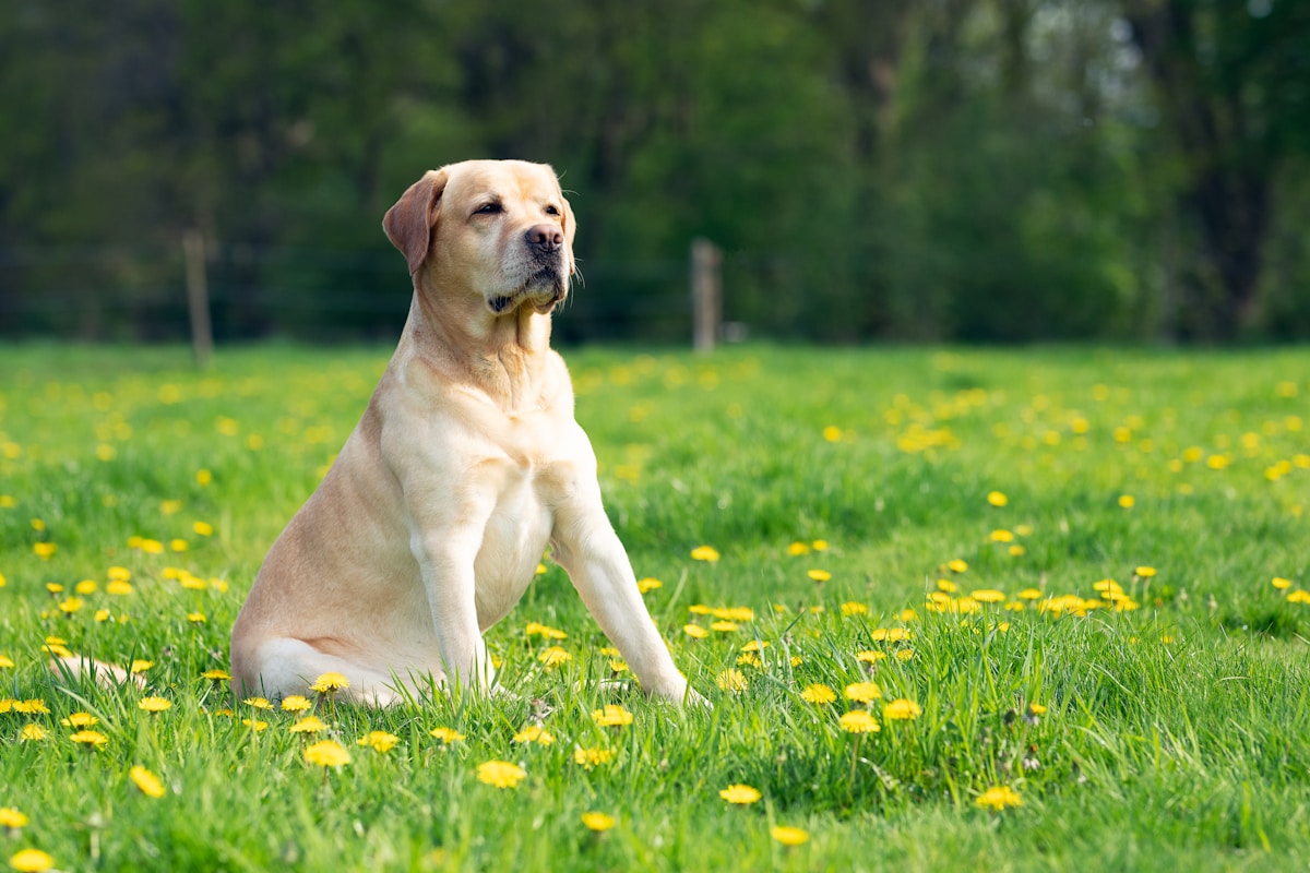 Dog Ear Infection vs Allergies: How to Tell the Difference (2026)