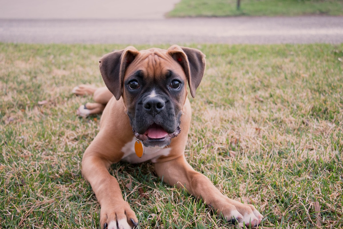 Brown Boxer dog portrait
