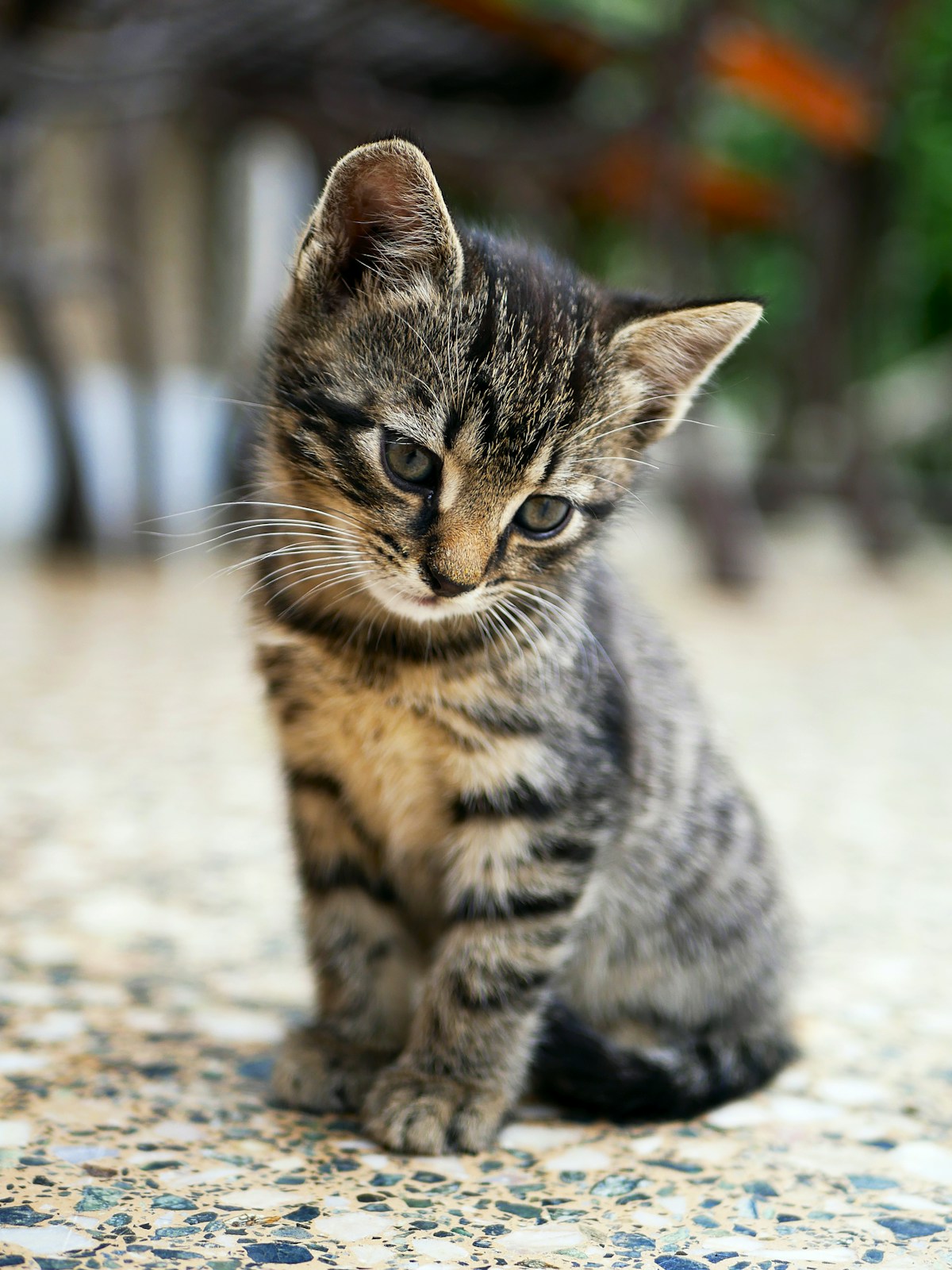 Kitten vs Adult Cat Dental Care: What Changes as Your Cat Grows (2026)