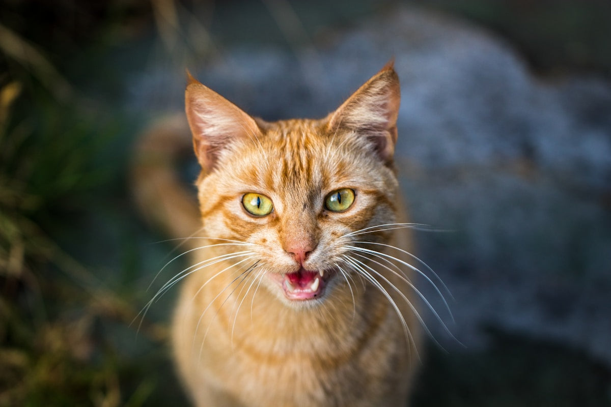 Senior cat