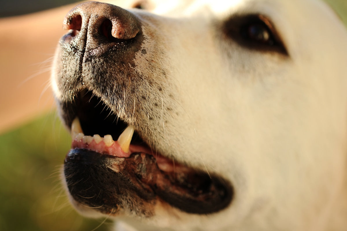 Close-up of a dog needing dental care