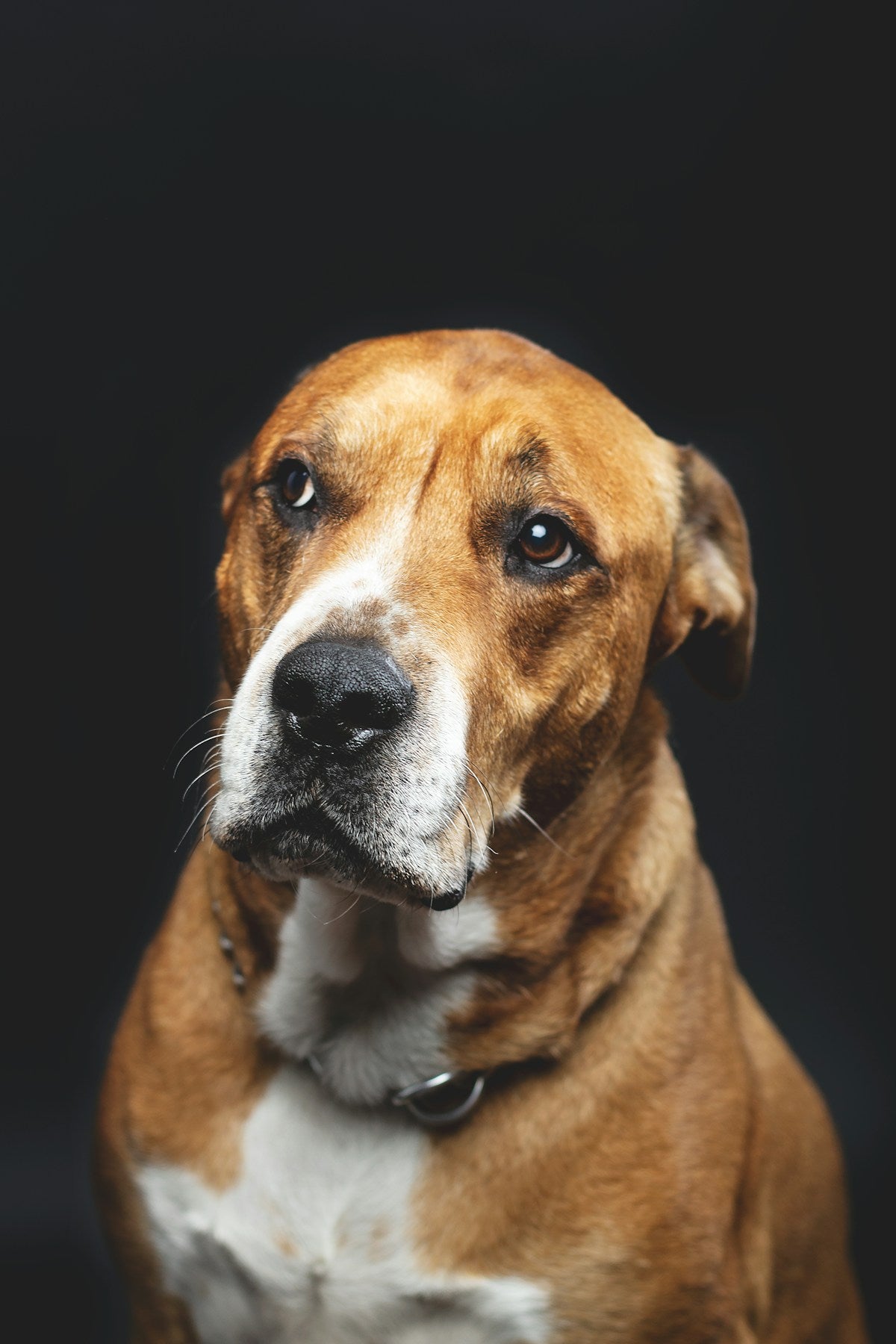 Natural Dog Ear Care: Home Remedies vs Store-Bought Products (2026)