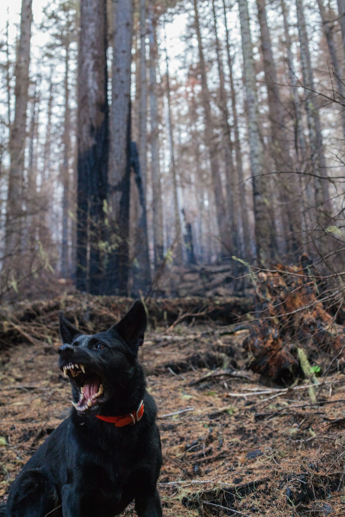 Dog opening mouth showing teeth