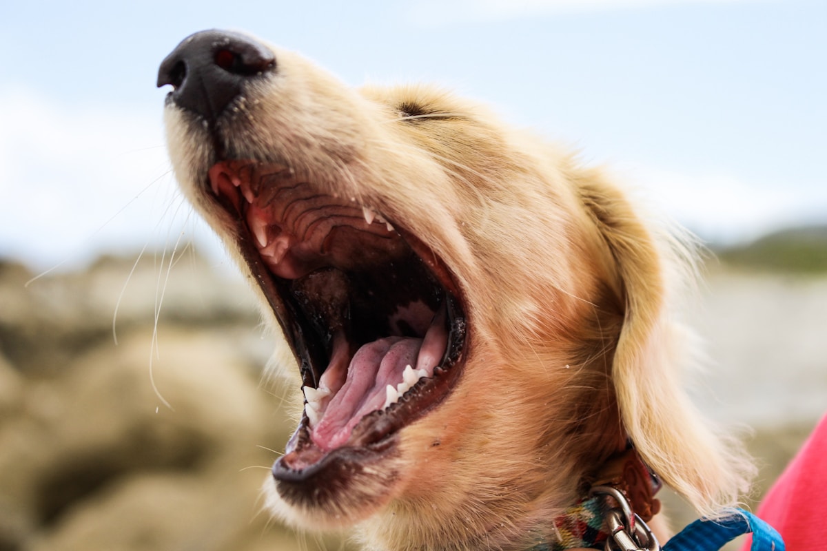 Dog Breath Smells Like Fish or Metal? What These Specific Odors Mean (2026)