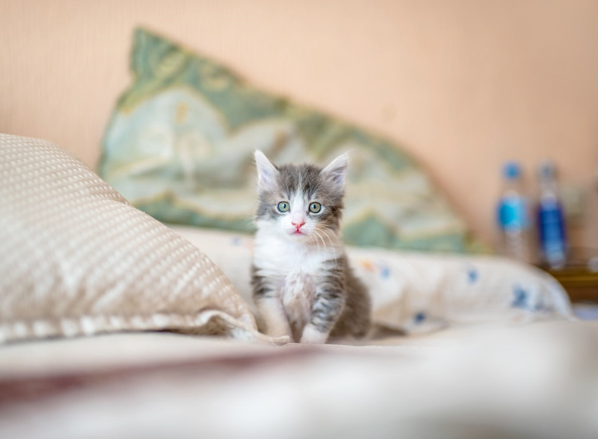 Kitten with developing teeth dental care