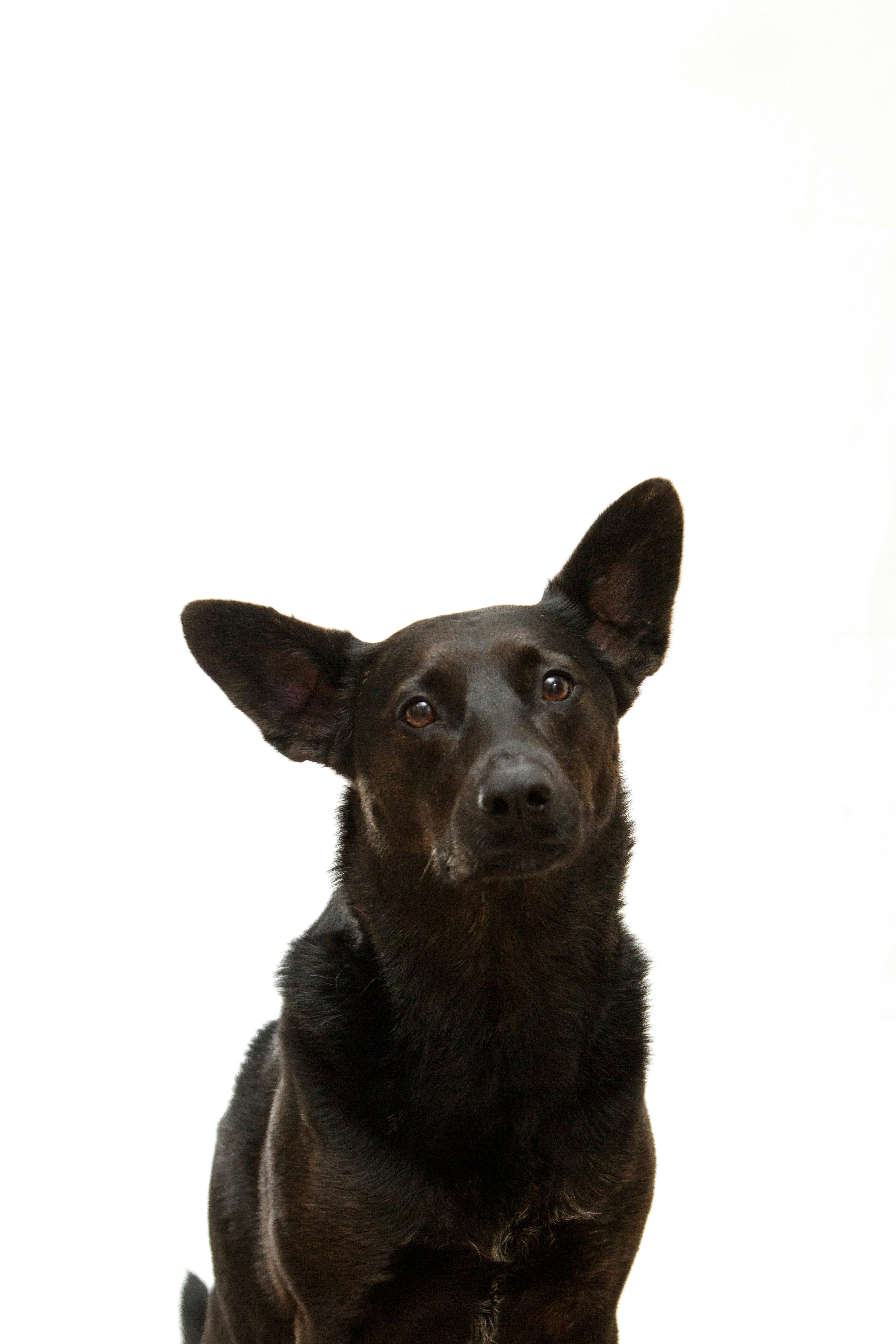 RunyePet blog Cat Oral Health: Complete Guide from Gingivitis to