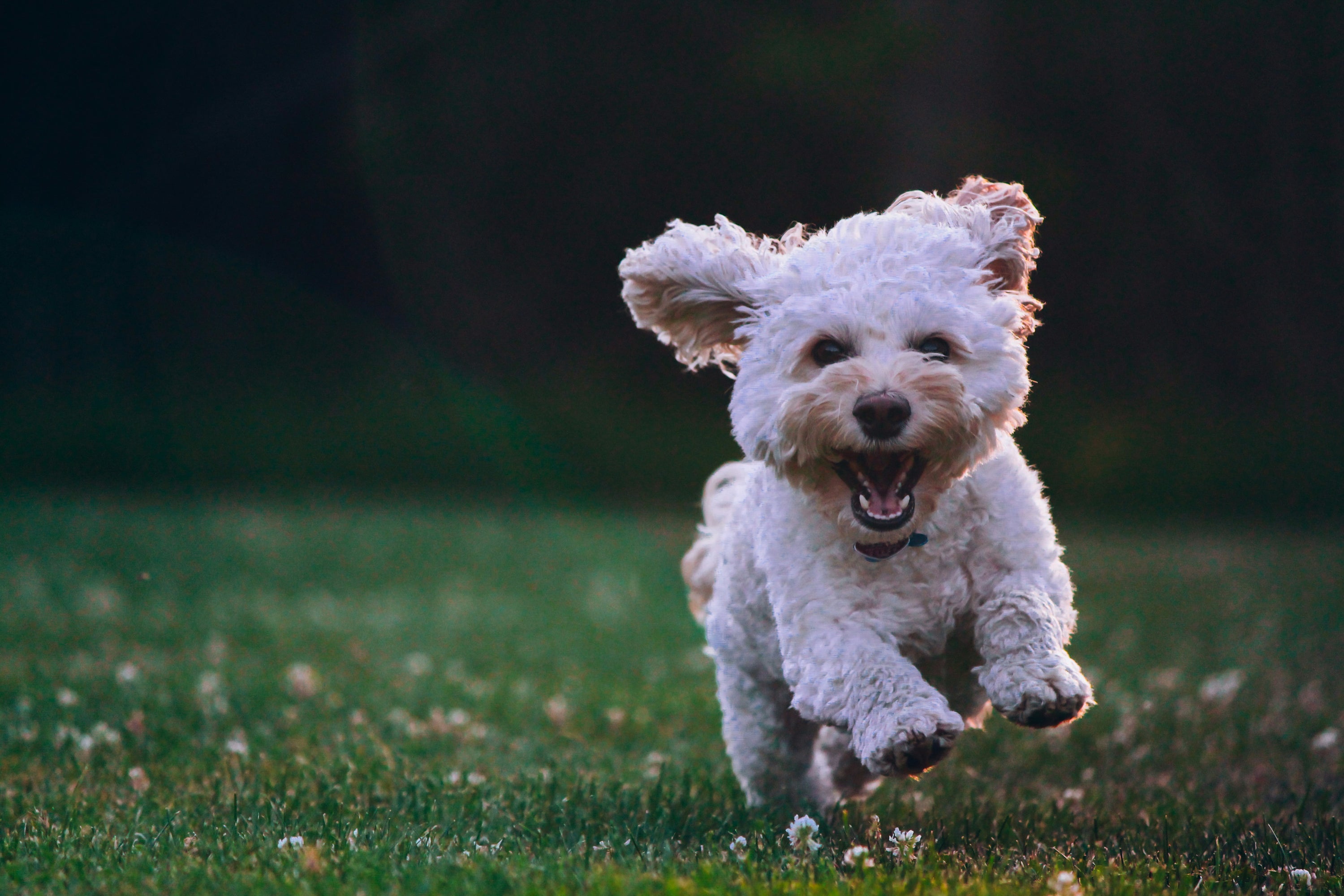 How to use dog dental powder complete guide with dosage chart for beginners