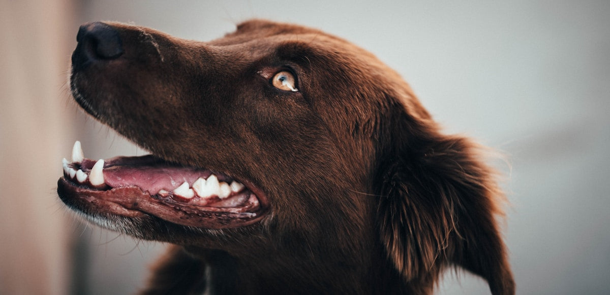 How to Examine Your Dog's Mouth at Home: Complete Step-by-Step Dental Check Guide (2026)