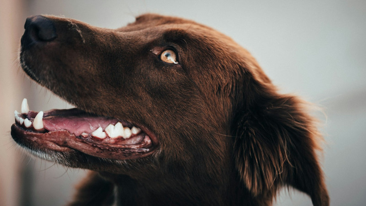 Chocolate Labrador with mouth open showing healthy teeth