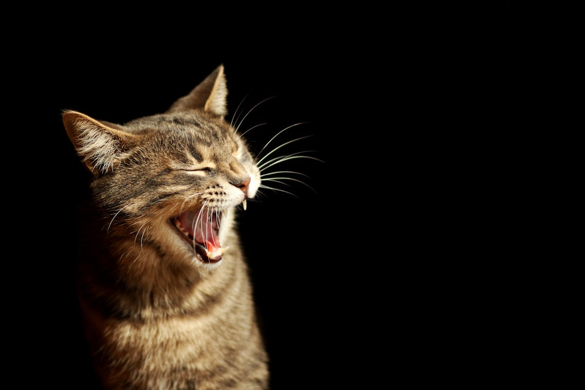 Brown tabby cat close-up — cat tooth anatomy
