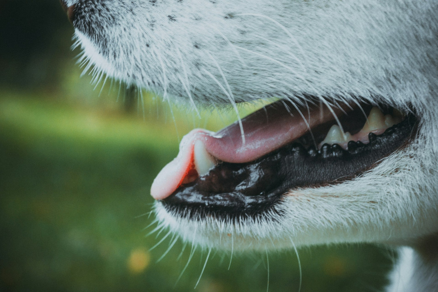How to Whiten Your Dog’s Teeth: Causes of Yellow Teeth & Solutions (2026)
