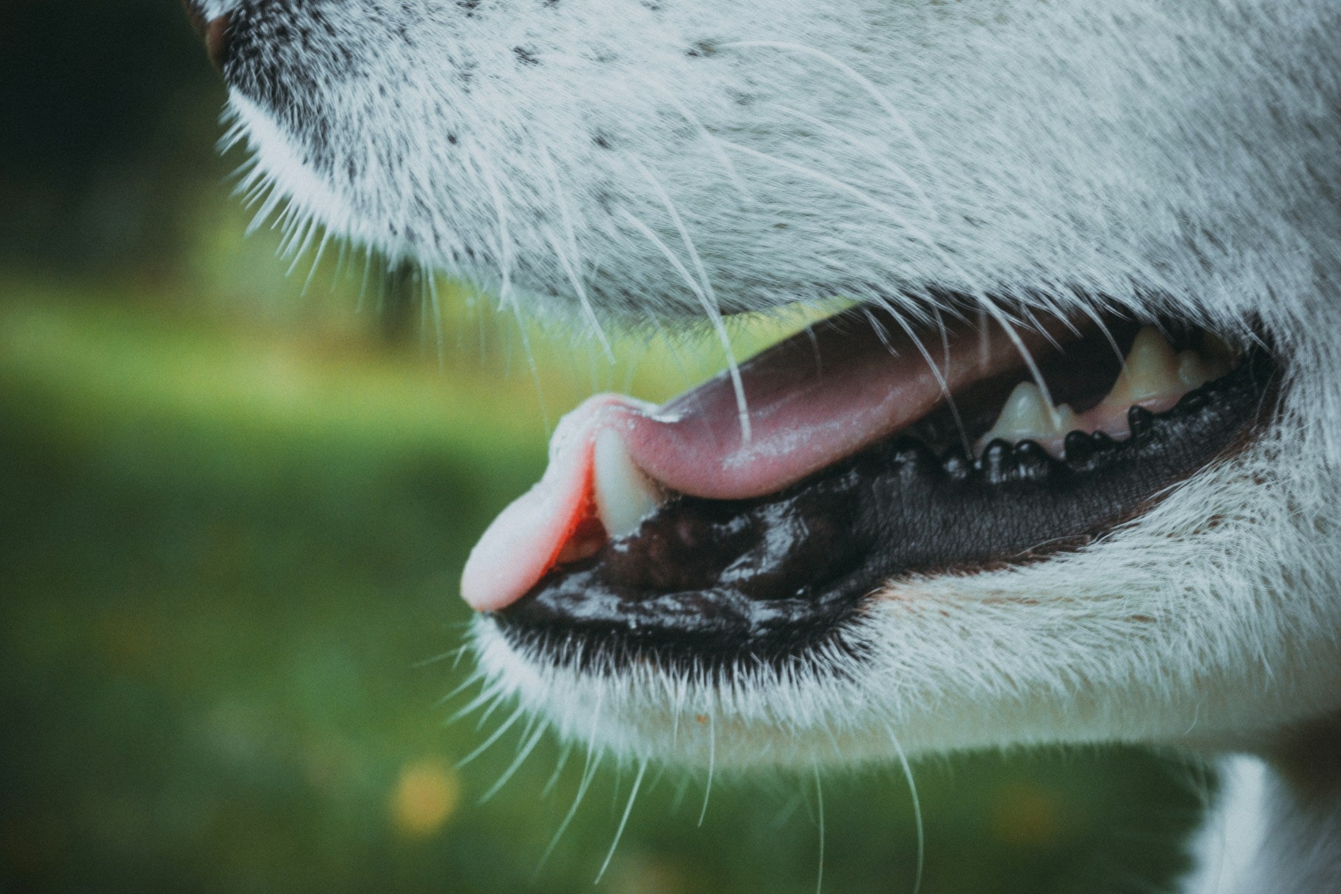 How to Whiten Your Dog’s Teeth: Causes of Yellow Teeth & Solutions (2026)
