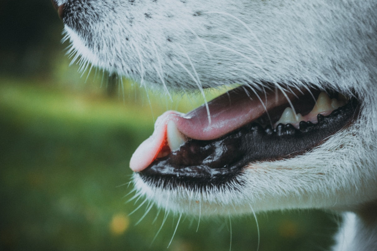 Puppy's First Dental Care: What to Do at Every Stage from Teething to Adult Teeth (2026)