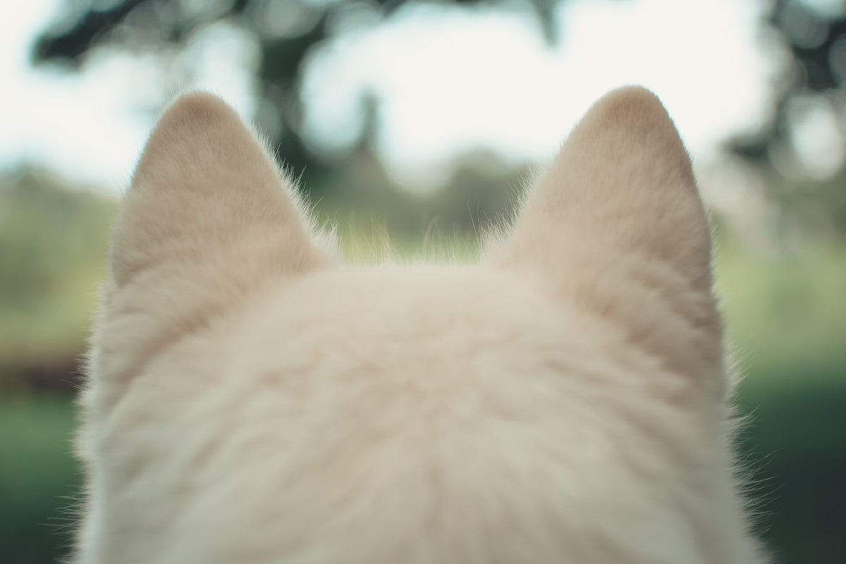 Photo: pet ear care