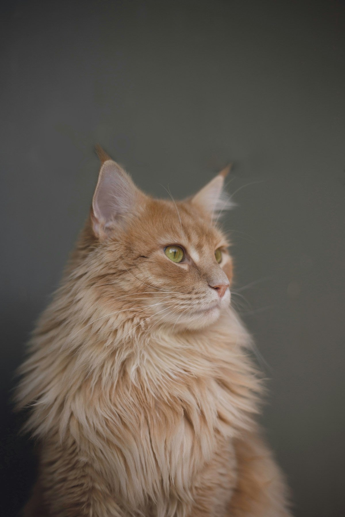 Cat Ear Mites vs Yeast Infections: Symptoms, Treatment & Prevention Guide (2026)