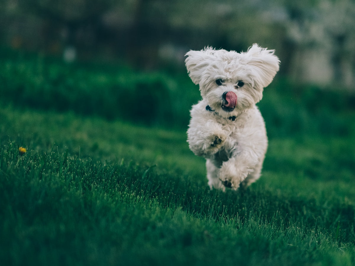 Probiotics for Dog Ear Health (2026): Gut-Ear Connection Guide