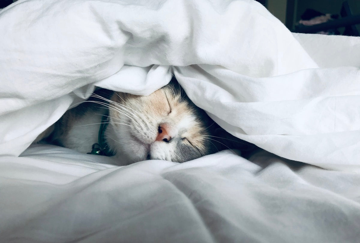 Sleeping cat health