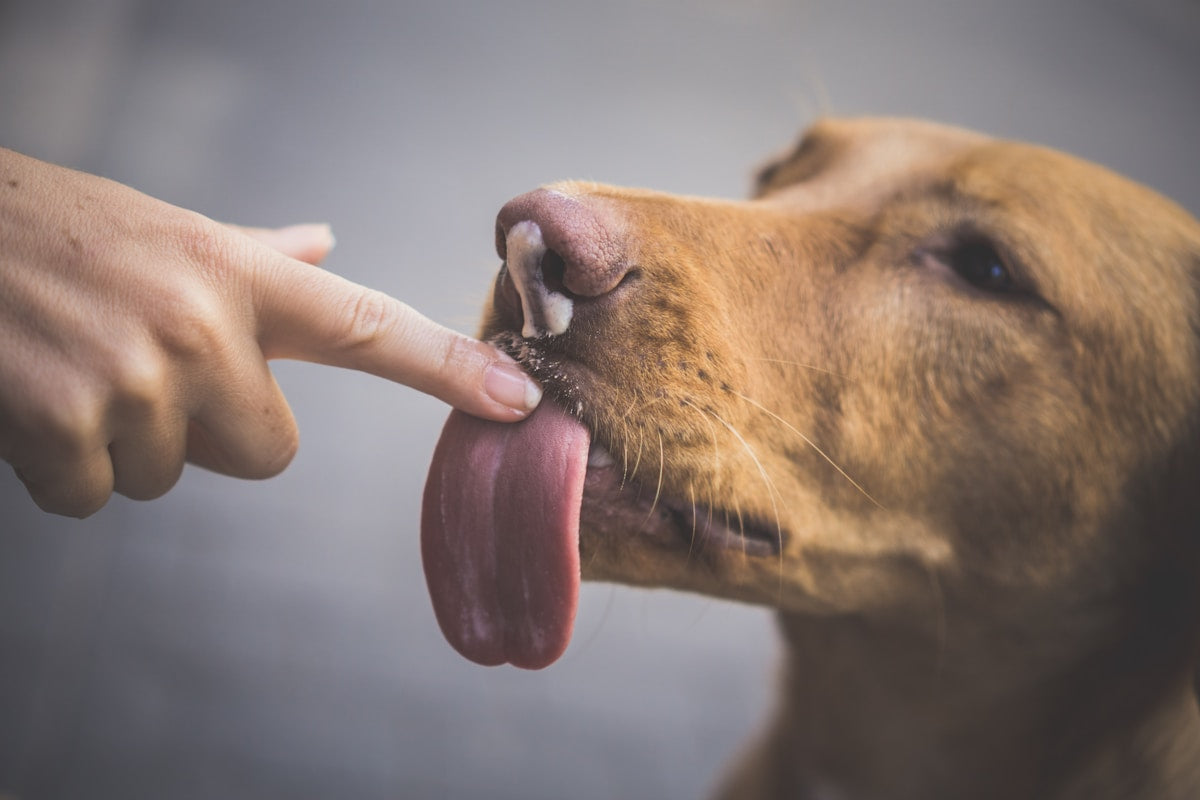 Post-Summer Pet Dental Checkup Guide (2026)
