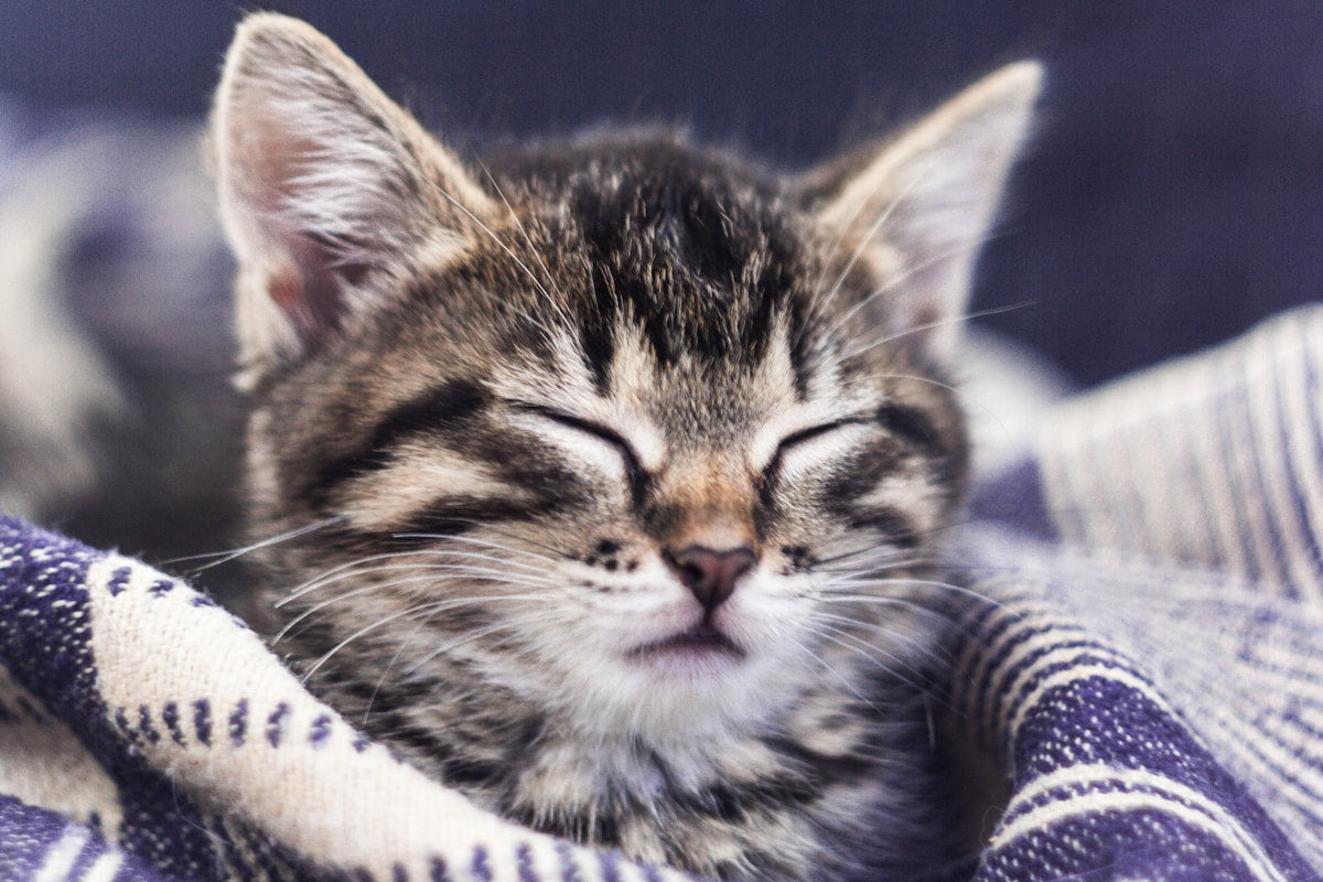 Senior cat receiving gentle care