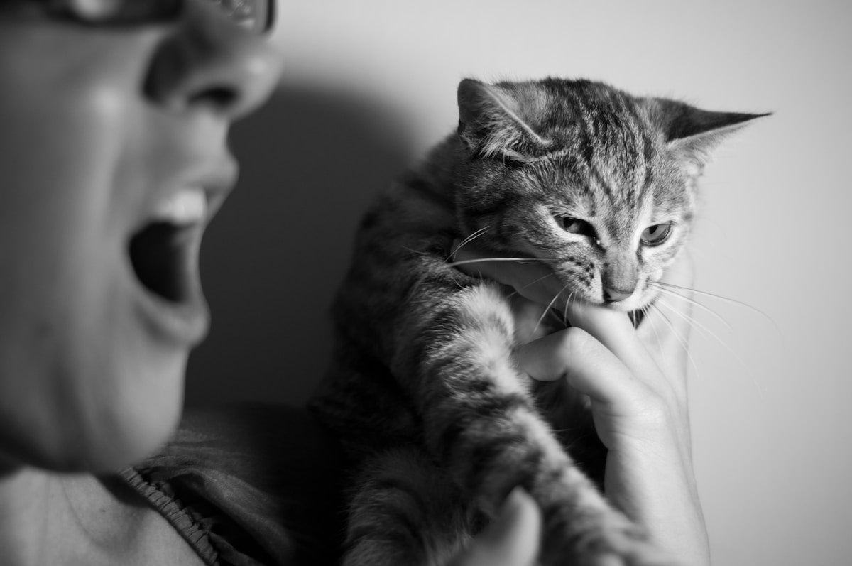 Cat receiving a gentle veterinary oral check