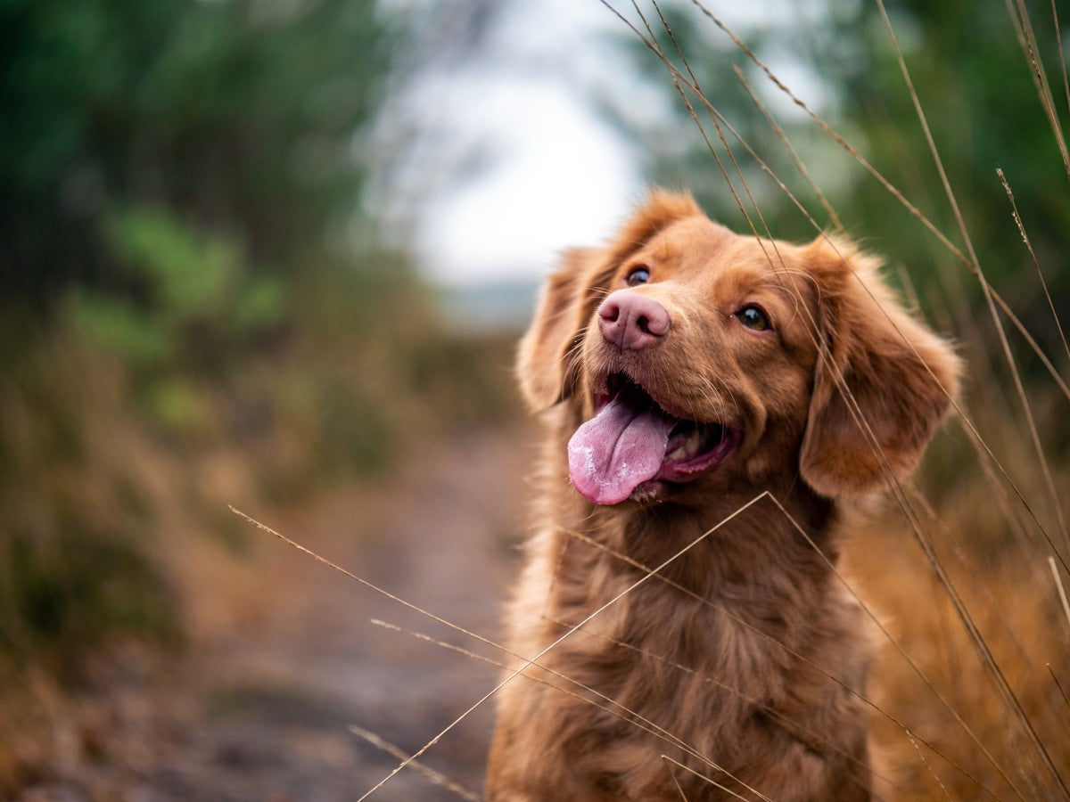 Environmental Dog Ear Allergies (2026): Causes & Treatment Guide