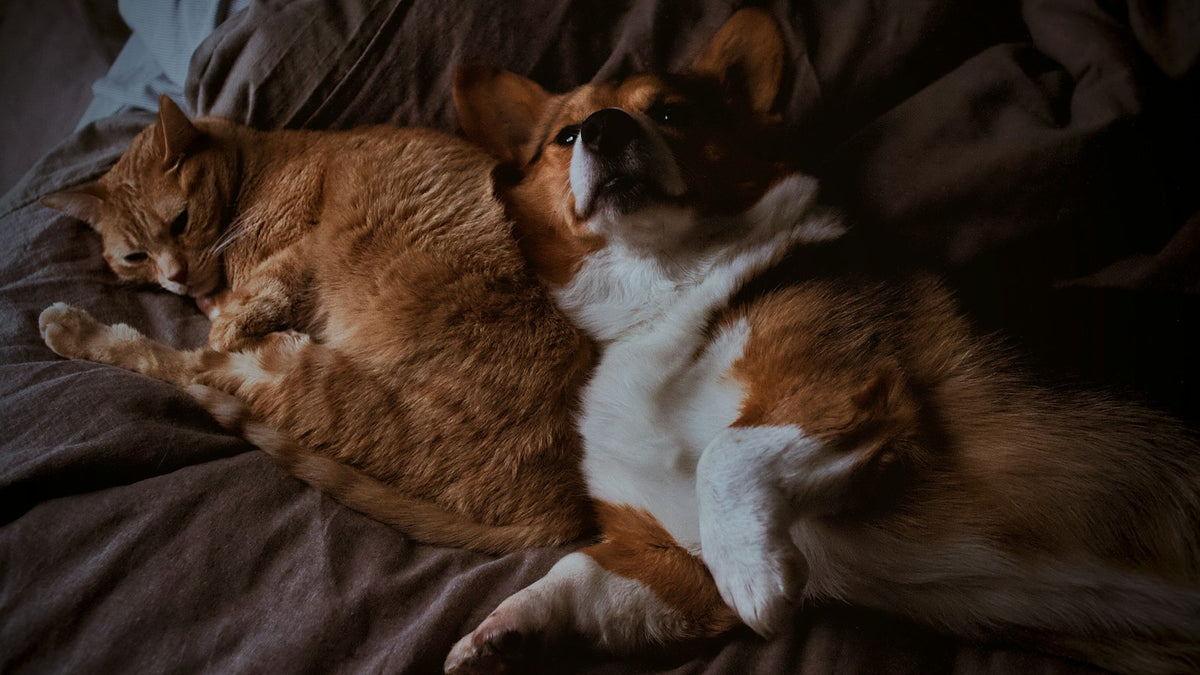 A corgi and an orange tabby cat resting together
