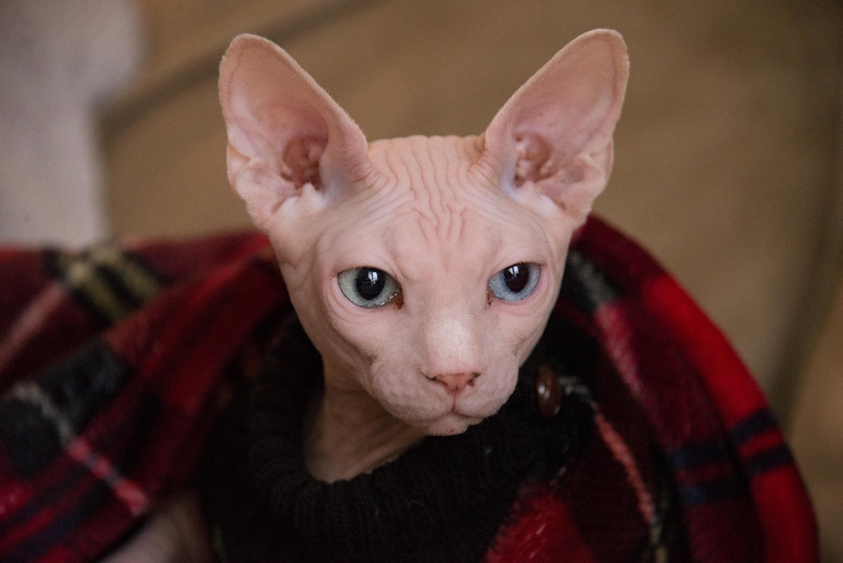 Sphynx cat with prominent ears needing regular cleaning