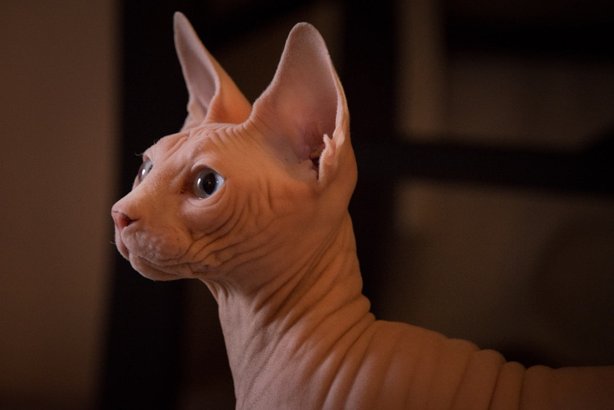 Sphynx hairless cat dental care